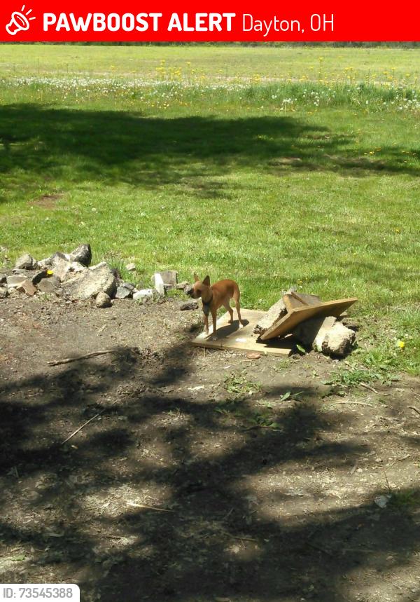 Lost Female Dog last seen Near Blakely Dr dayton ohio, Dayton, OH 45403