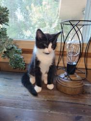 Lost Female Cat last seen Booster Park, East Bethel, MN 55011