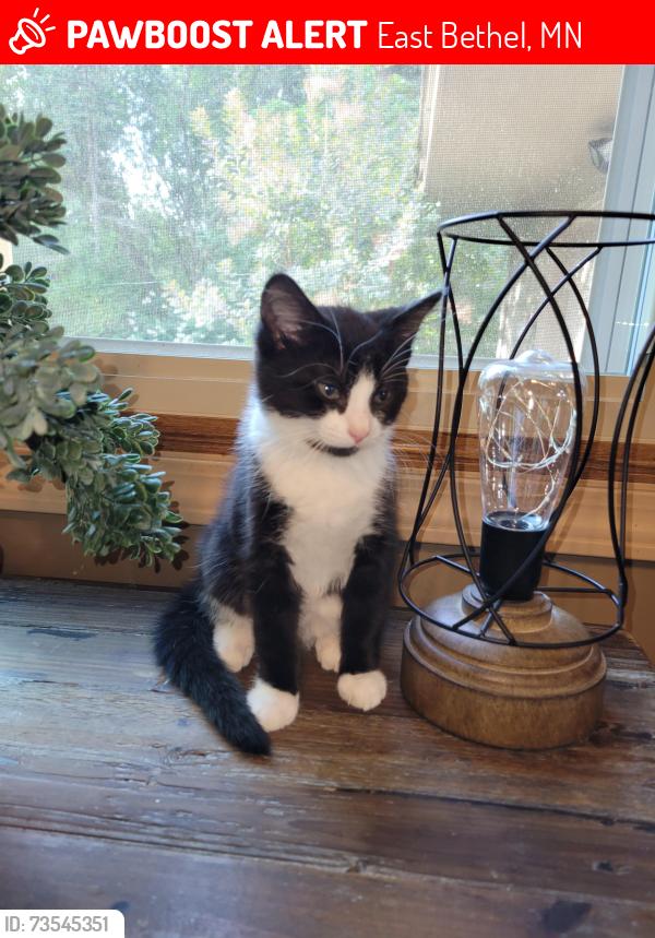 Lost Female Cat last seen Booster Park, East Bethel, MN 55011