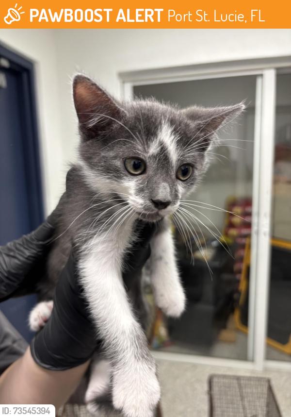 Found/Stray Unknown Cat last seen Port St Lucie, Port St. Lucie, FL 34986