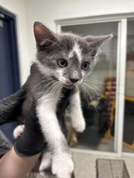 Found/Stray Unknown Cat last seen Port St Lucie, Port St. Lucie, FL 34986
