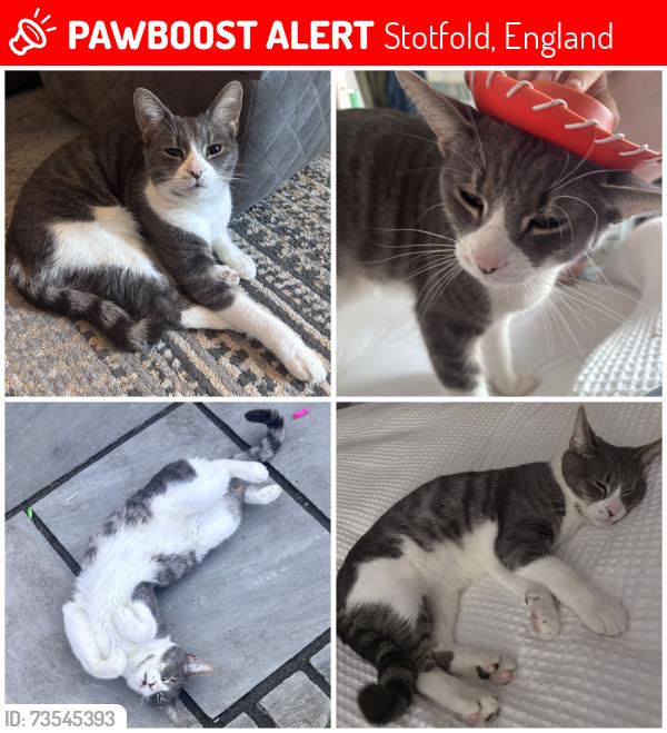 Lost Male Cat last seen Greenacres centre, Stotfold, England 