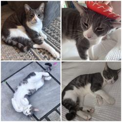Lost Male Cat last seen Greenacres centre, Stotfold, England 
