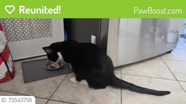 Reunited Male Cat last seen Tower pl @ Shonnard pl, Yonkers, NY 10703