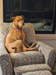 Reunited Female Dog last seen 43rd N / 247th West Andale, Andale, KS 67001