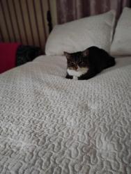 Reunited Female Cat last seen Cardiff Dr., Marlborough Rd, Glendale neighborhood., Fayetteville, NC 28304