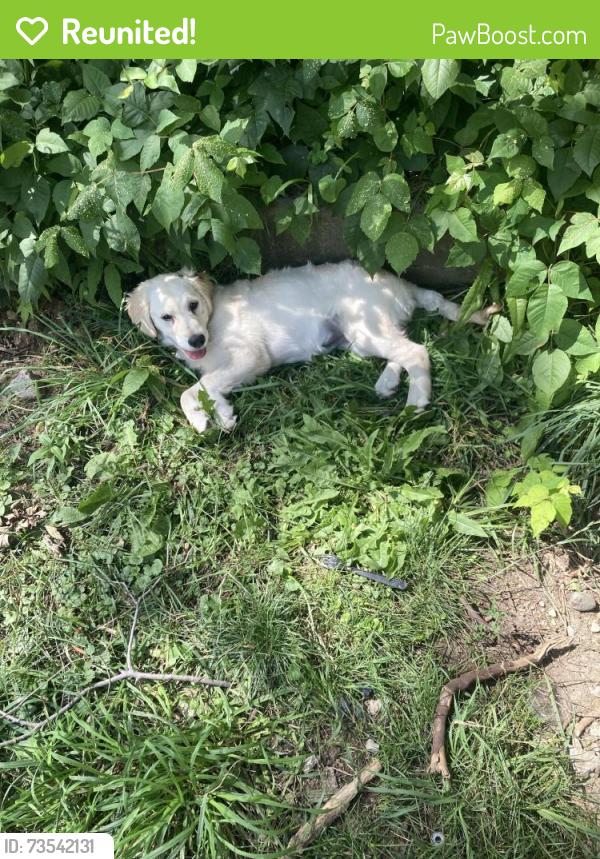 Reunited Female Dog last seen Near SHELBY street and Palmer, Indianapolis, IN 46203