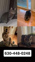 Reunited Male Cat last seen By brockway dr and boulder hill pass, by Thompson jr high, Oswego, IL 60543