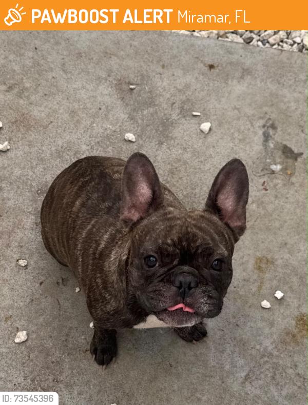 Found/Stray Female Dog last seen Miramar Pkway, Miramar, FL 33027
