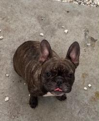 Found/Stray Female Dog last seen Miramar Pkway, Miramar, FL 33027
