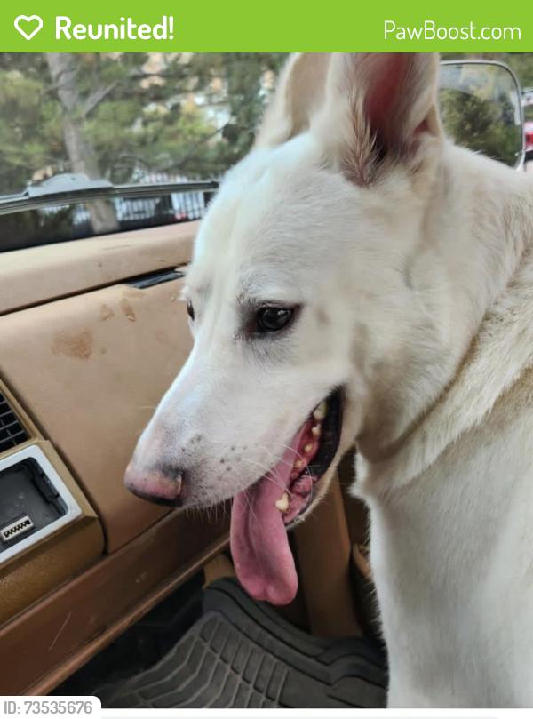 Reunited Male Dog last seen Cheyenne mtn area. Colorado Springs, Colorado Springs, CO 80906