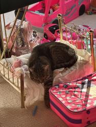 Reunited Female Cat last seen Bluff rd and trotters path, Eden Prairie, MN 55347