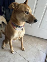 Reunited Female Dog last seen Victoria Ave, 14th street, Riverside, CA 92507