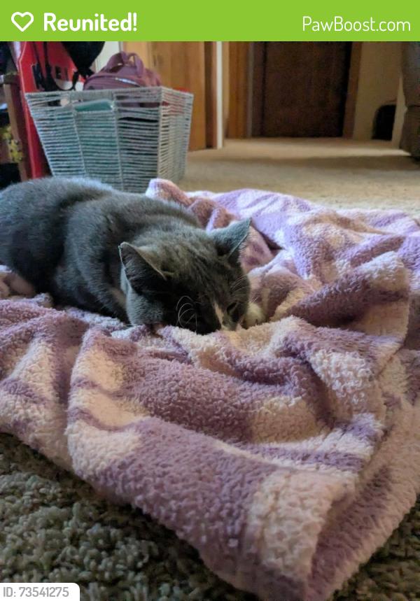 Reunited Female Cat last seen County Rd 1200N and County Rd 2350E, St. Joseph Township, IL 61873