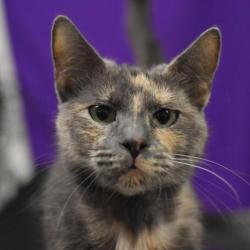 Shelter Stray Female Cat last seen OHS, PORTLAND, OR, 97211, 1700 W Historic Columbia River Hwy, Troutdale, OR 97060, USA