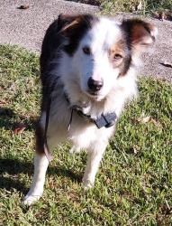 Shelter Stray Female Dog last seen Near Elmwood Drive, LAFAYETTE, LA, 70503, 410 Dugas Rd, Lafayette, LA 70507, USA