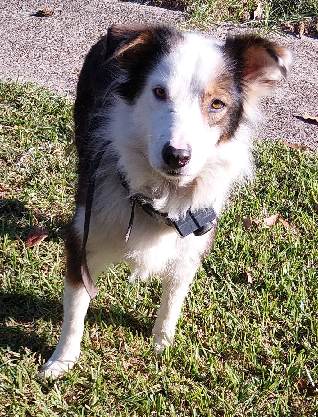 Shelter Stray Female Dog last seen Near Elmwood Drive, LAFAYETTE, LA, 70503, 410 Dugas Rd, Lafayette, LA 70507, USA