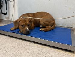 Shelter Stray Male Dog last seen Near Park ave, BROOKLYN, NY, 11206, 326 E 110th St, New York, NY 10029, USA