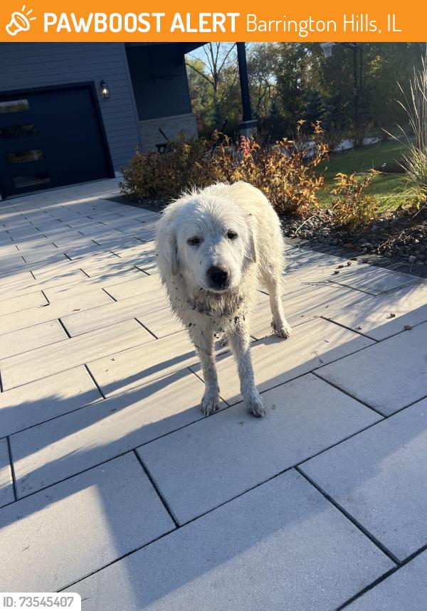 Found/Stray Unknown Dog last seen Bateman Lane, Barrington Hills, IL 60010
