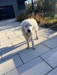 Found/Stray Unknown Dog last seen Bateman Lane, Barrington Hills, IL 60010