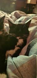 Lost Female Cat last seen Hale, Lowell, MA 01851