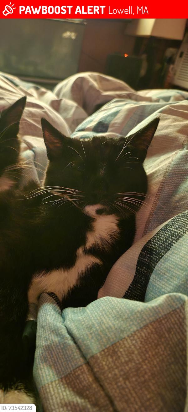Lost Female Cat last seen Hale, Lowell, MA 01851