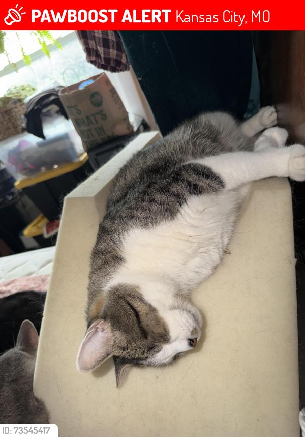 Lost Male Cat last seen 52nd, Brookwood & Woodland Ave, Kansas City, MO 64110