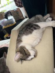 Lost Male Cat last seen 52nd, Brookwood & Woodland Ave, Kansas City, MO 64110