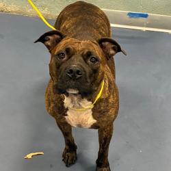 Shelter Stray Female Dog last seen , 980 Guilford College Rd, Greensboro, NC 27409, USA