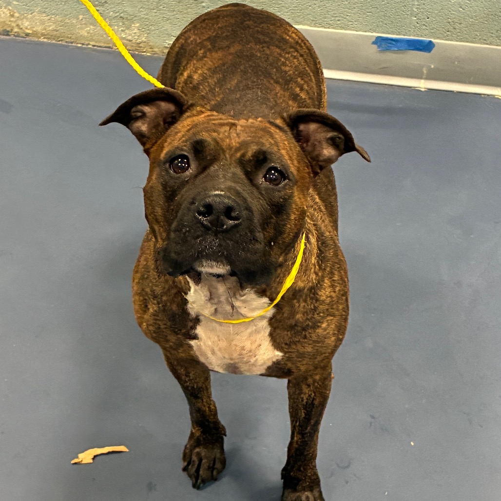 Shelter Stray Female Dog last seen , 980 Guilford College Rd, Greensboro, NC 27409, USA
