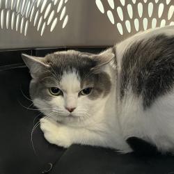 Shelter Stray Female Cat last seen , 980 Guilford College Rd, Greensboro, NC 27409, USA