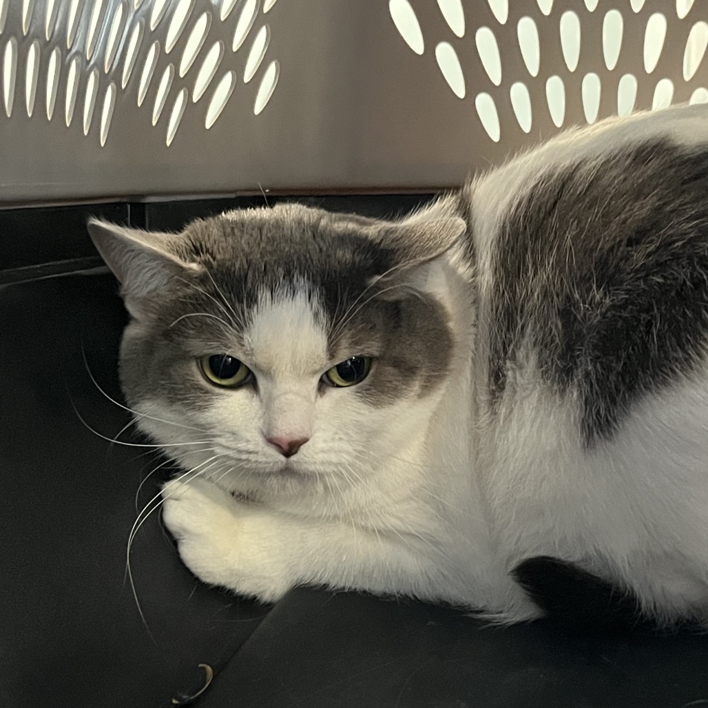 Shelter Stray Female Cat last seen , 980 Guilford College Rd, Greensboro, NC 27409, USA