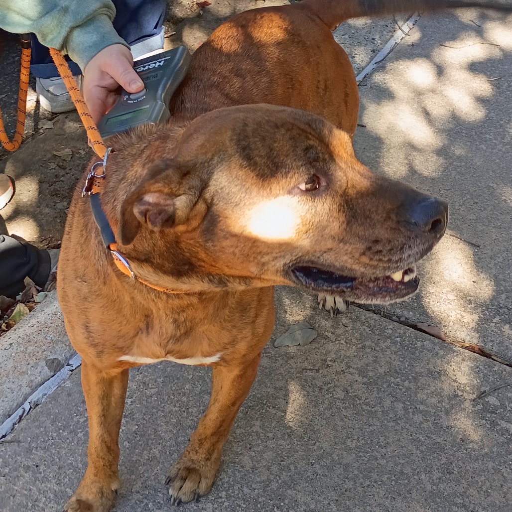 Shelter Stray Male Dog last seen , 4900 Milgen Rd, Columbus, GA 31907, USA