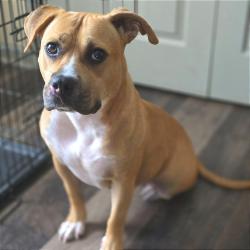 Shelter Stray Female Dog last seen , 2350 Appling City Cove, Memphis, TN 38133, USA