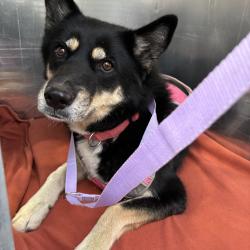 Shelter Stray Female Dog last seen , 800 Southwest Dr, Cheyenne, WY 82007, USA
