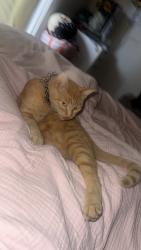 Reunited Male Cat last seen 157th and Stulman, Gardena, CA 90248