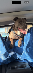 Lost Male Dog last seen Priscilla cir, El Paso, TX 79936