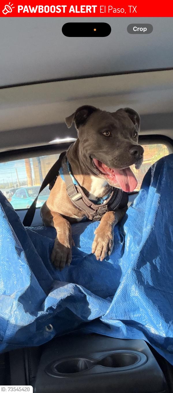 Lost Male Dog last seen Priscilla cir, El Paso, TX 79936