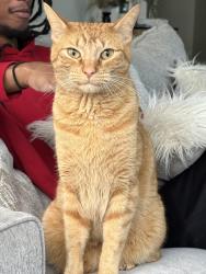 Reunited Male Cat last seen At home, Crowley, TX 76036