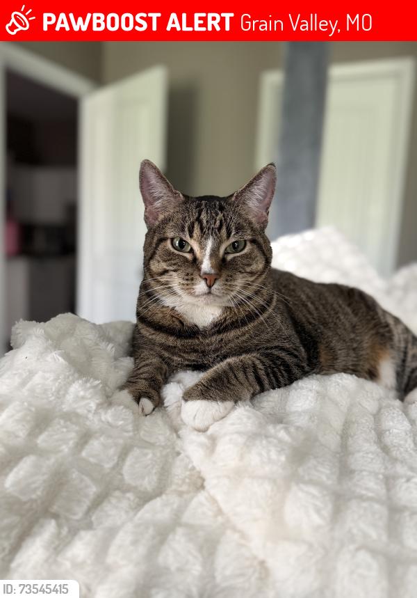 Lost Female Cat last seen Eagle Ridge Drive, Grain Valley, MO 64029