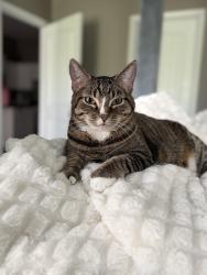 Lost Female Cat last seen Eagle Ridge Drive, Grain Valley, MO 64029