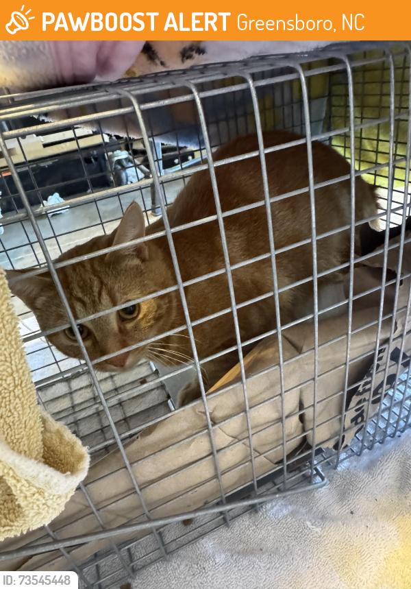 Found/Stray Unknown Cat last seen N Church Street, Greensboro, NC 27455