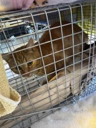 Found/Stray Unknown Cat last seen N Church Street, Greensboro, NC 27455