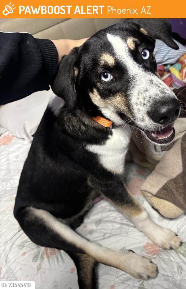Found/Stray Male Dog last seen Near 72nd N drive 85033, Phoenix, AZ 85033