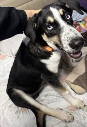 Found/Stray Male Dog last seen Near 72nd N drive 85033, Phoenix, AZ 85033