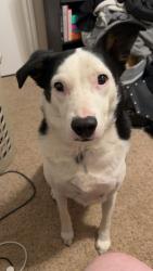 Lost Male Dog last seen reno and mustang, Oklahoma City, OK 73099