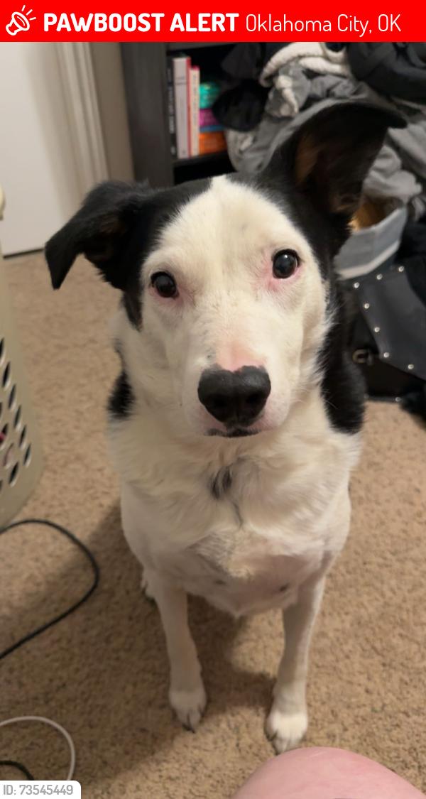 Lost Male Dog last seen reno and mustang, Oklahoma City, OK 73099