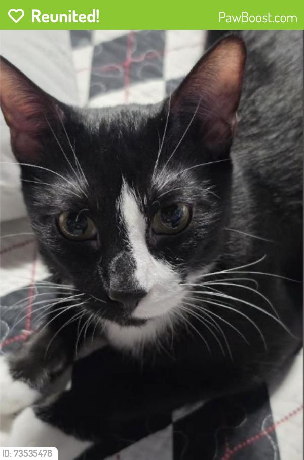 Reunited Male Cat last seen By motley and Lawrence elementary area, Mesquite, TX 75150