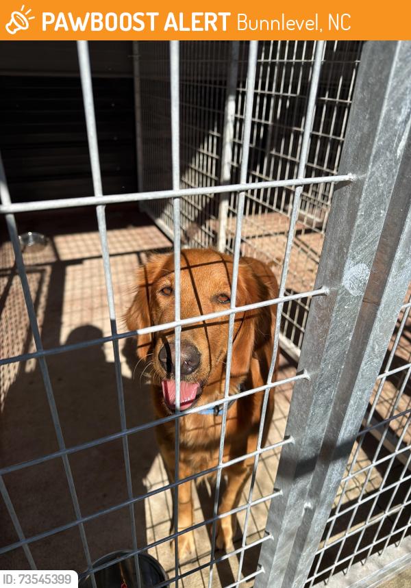 Found/Stray Female Dog last seen Bunn level/Lillington, Bunnlevel, NC 28323