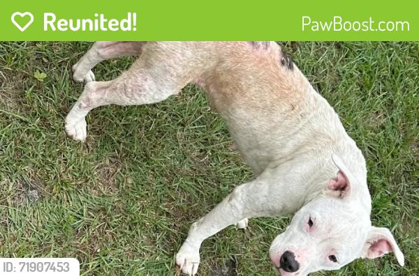 Reunited Female Dog last seen Rainey Drive, Spring Lake, NC 28390